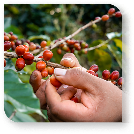 5-cafebolivia